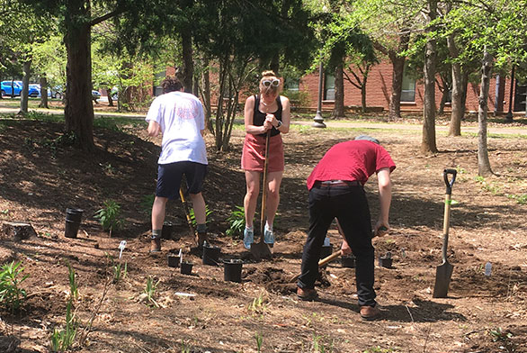 St Johns Annapolis rain garden