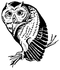 Tecolote Owl