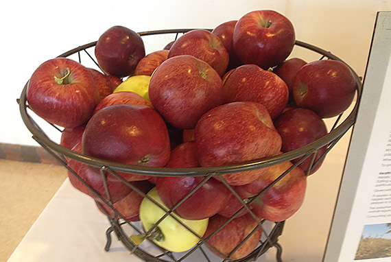 Basket of Local Apples, Santa Fe