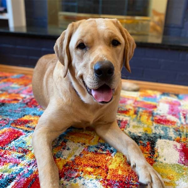 “Buddy” Profile