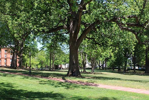 Liberty Tree on Annapolis Campus