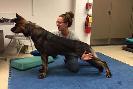 Andrea Hill works with a dog during her summer internship.