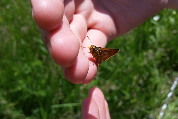 Julia Leone is studying butterfly communities in the prairies of Minnesota.