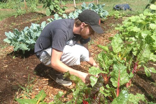 Student gardening at St. John’s College in Annapolis