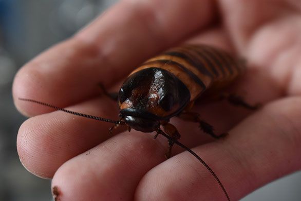 St Johns Insect Club