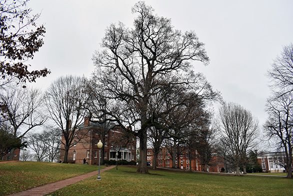 Annapolis Liberty Tree scion