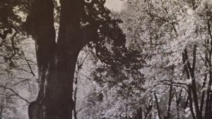 1933 Annapolis Campus Views 13 The Liberty Tree